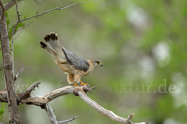 Merlin (Falco columbarius)