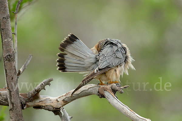 Merlin (Falco columbarius)