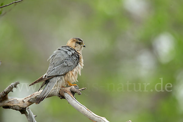 Merlin (Falco columbarius)