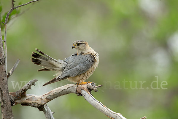 Merlin (Falco columbarius)