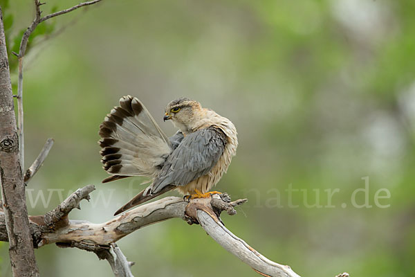 Merlin (Falco columbarius)