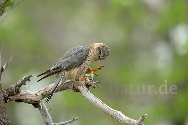 Merlin (Falco columbarius)