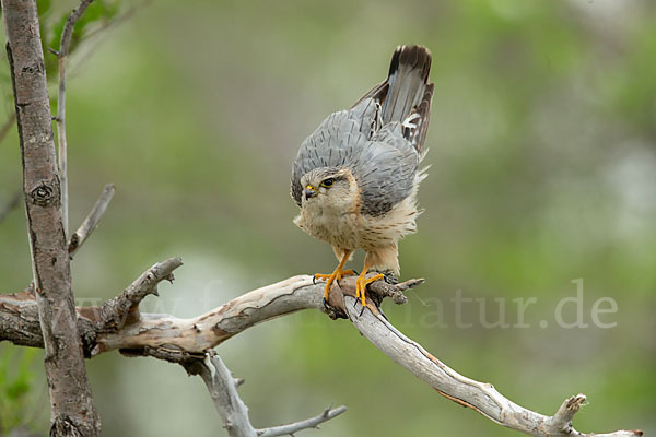 Merlin (Falco columbarius)