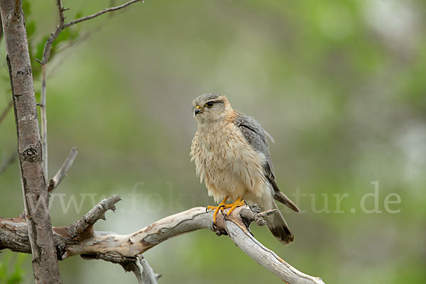 Merlin (Falco columbarius)