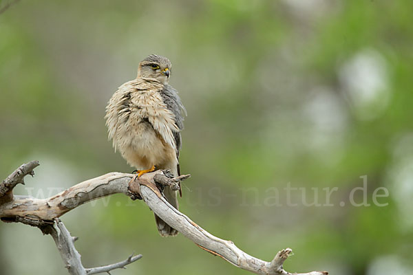 Merlin (Falco columbarius)