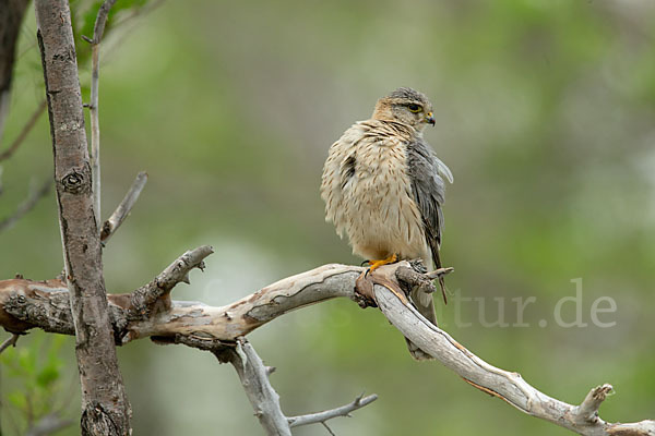 Merlin (Falco columbarius)