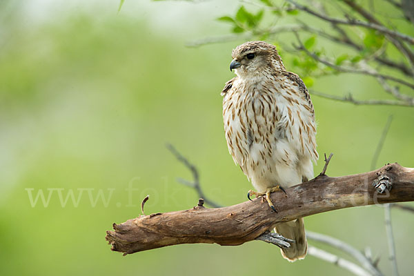 Merlin (Falco columbarius)