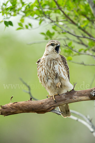 Merlin (Falco columbarius)