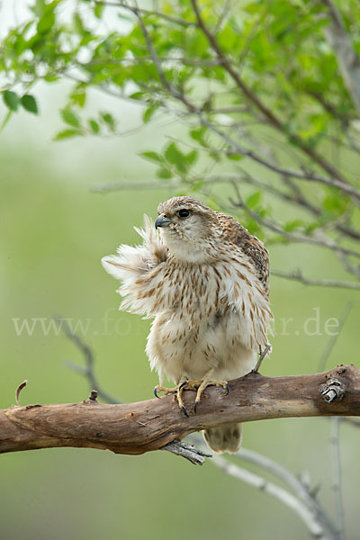 Merlin (Falco columbarius)