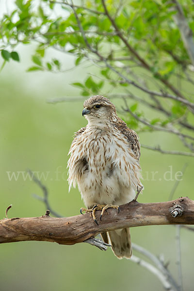 Merlin (Falco columbarius)