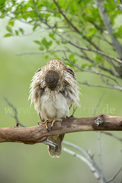 Merlin (Falco columbarius)