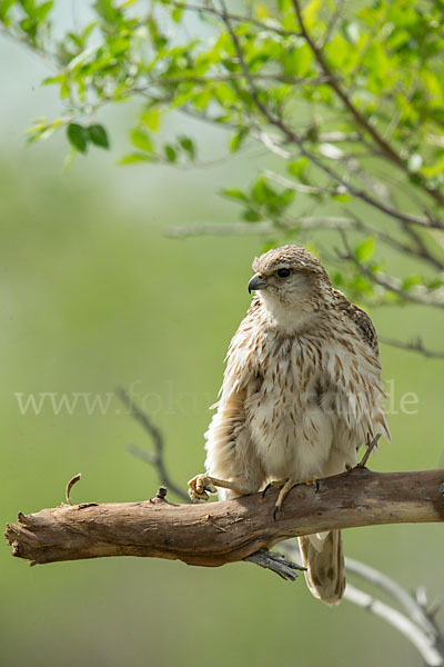 Merlin (Falco columbarius)