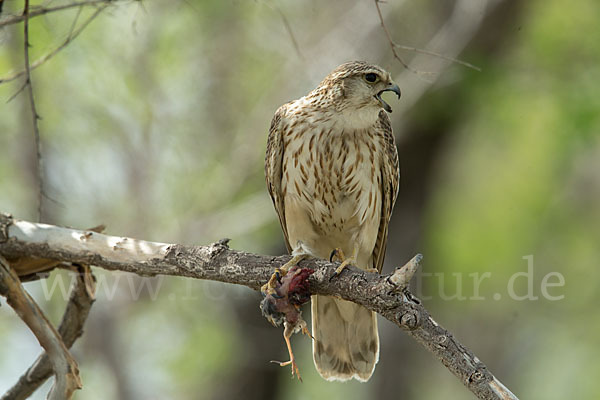 Merlin (Falco columbarius)