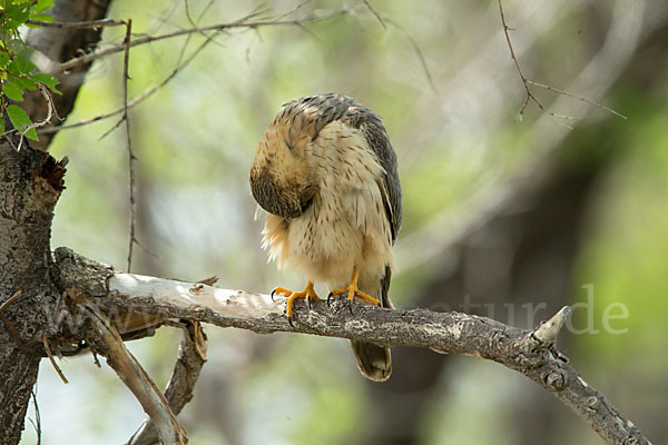 Merlin (Falco columbarius)