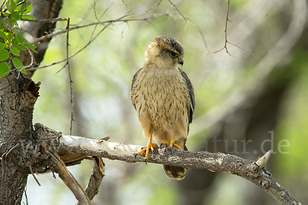 Merlin (Falco columbarius)