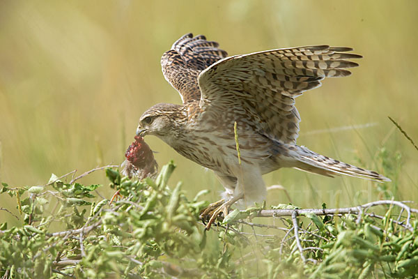 Merlin (Falco columbarius)