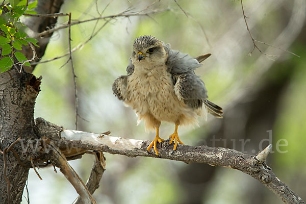 Merlin (Falco columbarius)