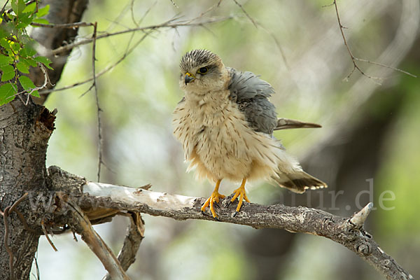 Merlin (Falco columbarius)