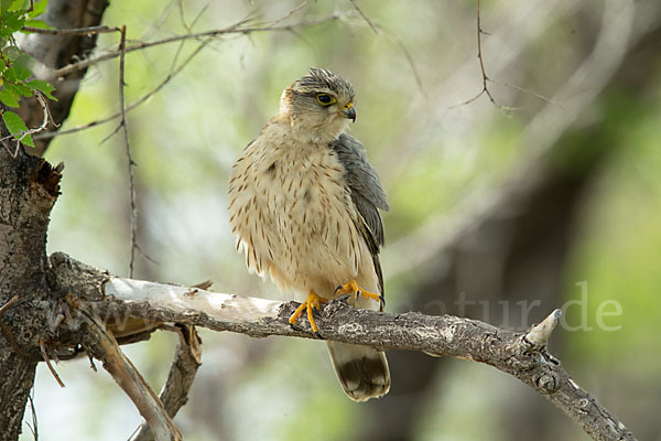 Merlin (Falco columbarius)