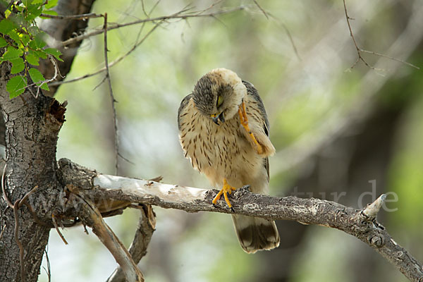 Merlin (Falco columbarius)