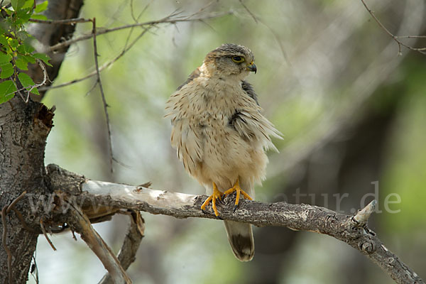 Merlin (Falco columbarius)