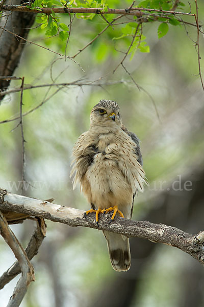 Merlin (Falco columbarius)