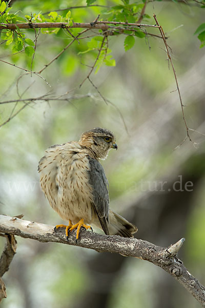 Merlin (Falco columbarius)