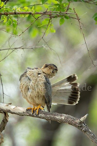 Merlin (Falco columbarius)