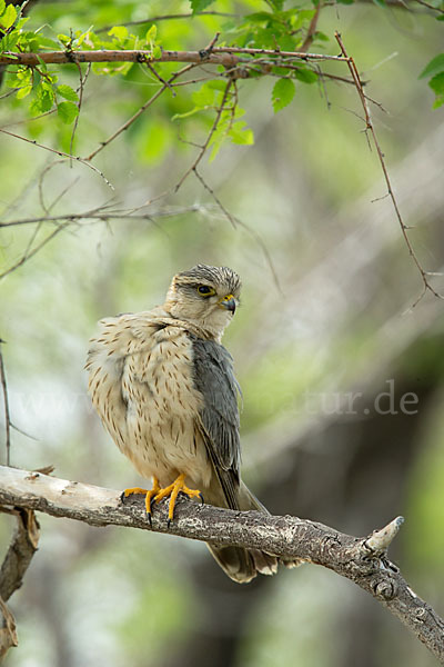 Merlin (Falco columbarius)