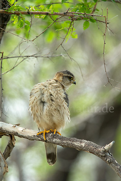 Merlin (Falco columbarius)