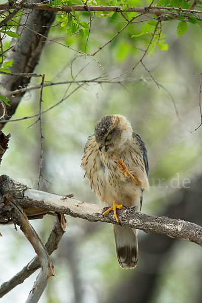 Merlin (Falco columbarius)