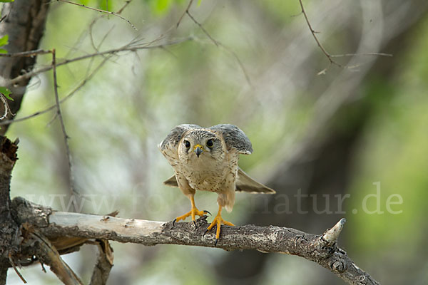 Merlin (Falco columbarius)