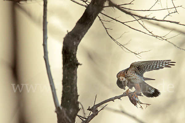 Merlin (Falco columbarius)