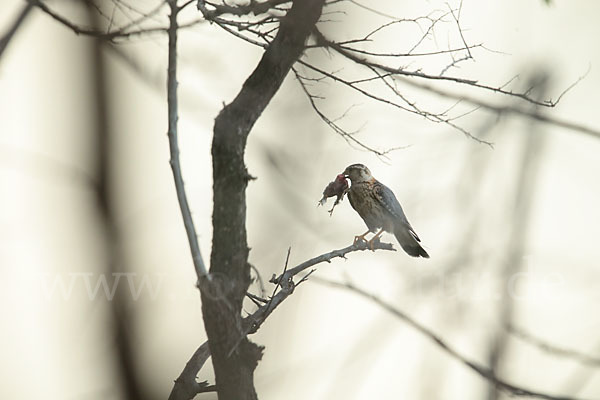 Merlin (Falco columbarius)