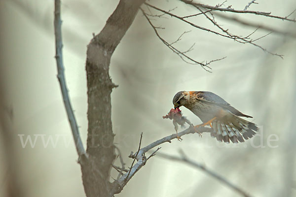 Merlin (Falco columbarius)