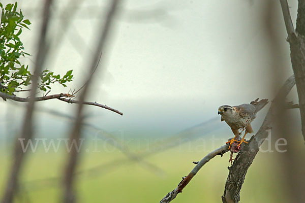 Merlin (Falco columbarius)