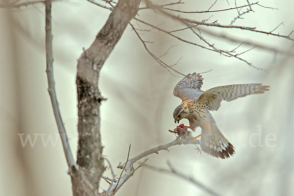 Merlin (Falco columbarius)