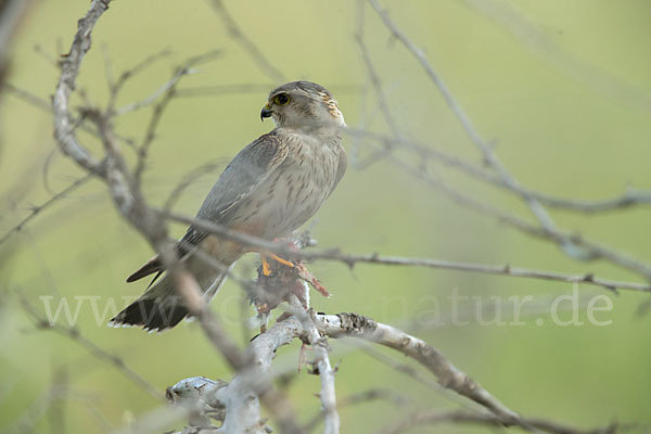 Merlin (Falco columbarius)