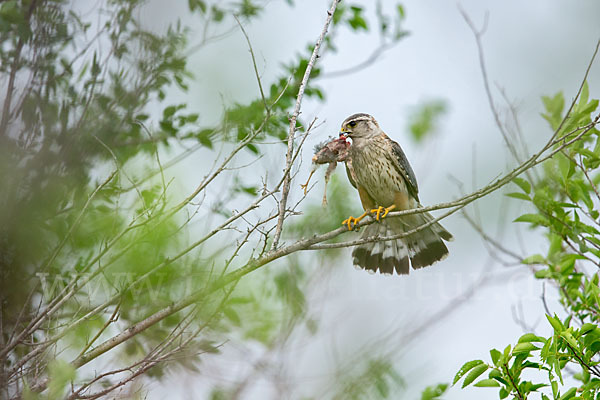 Merlin (Falco columbarius)