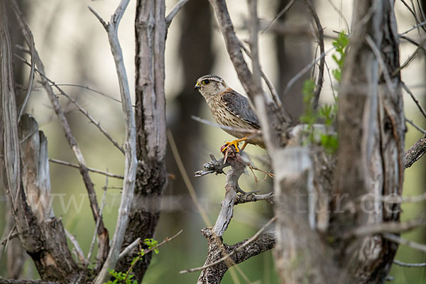 Merlin (Falco columbarius)