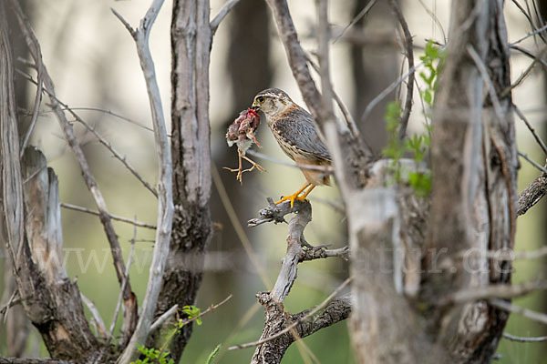 Merlin (Falco columbarius)