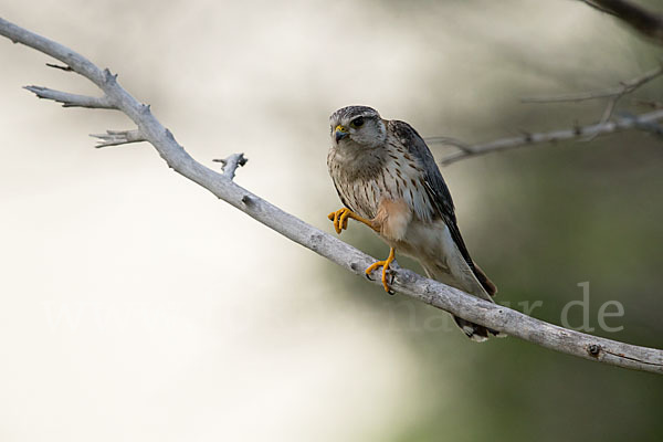 Merlin (Falco columbarius)