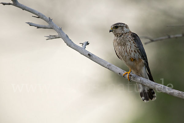 Merlin (Falco columbarius)