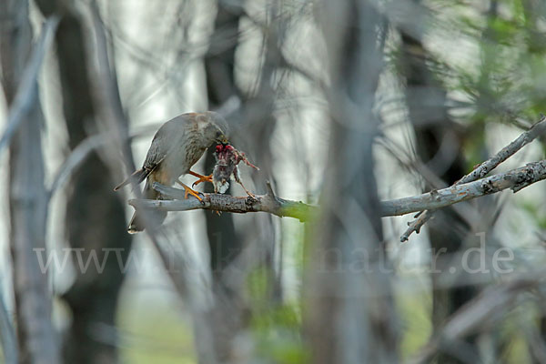 Merlin (Falco columbarius)