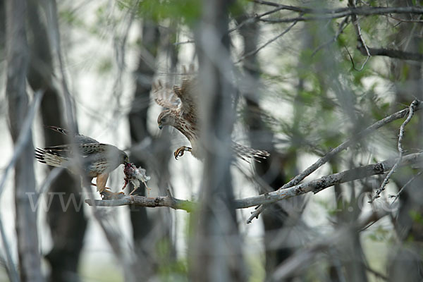 Merlin (Falco columbarius)