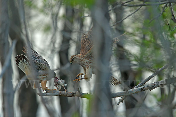 Merlin (Falco columbarius)