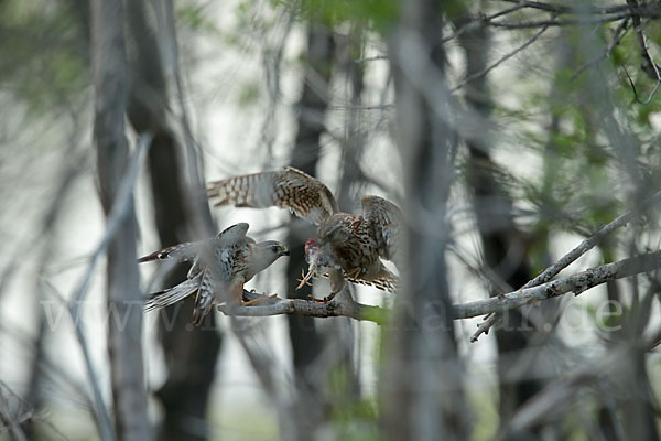 Merlin (Falco columbarius)