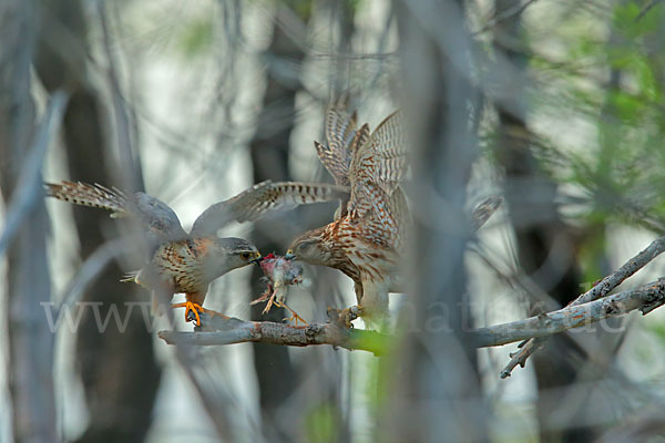 Merlin (Falco columbarius)