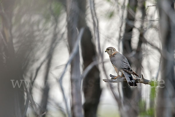 Merlin (Falco columbarius)