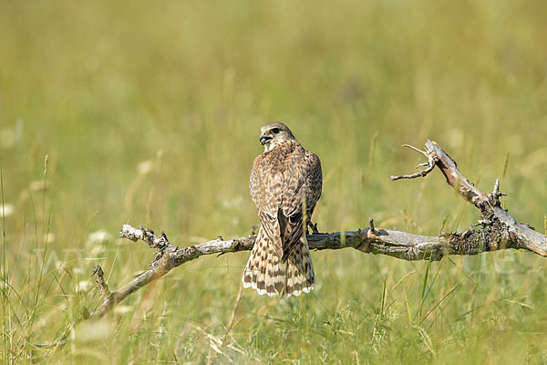 Merlin (Falco columbarius)